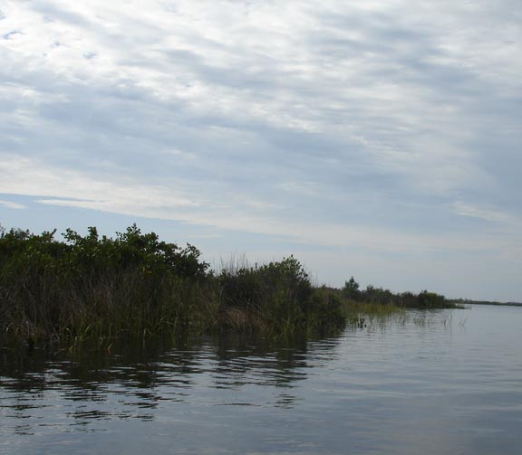 Close up of grass islands in Ozello Florida