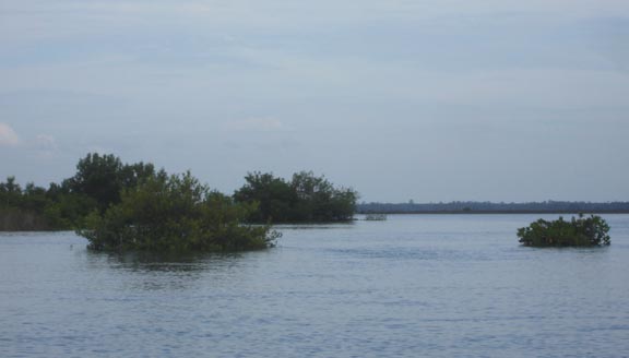 mangrove islands in Ozello Florida
