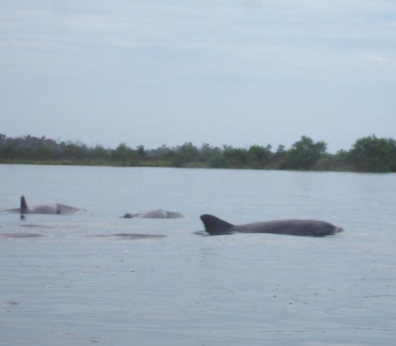 picture of dolphin pods fishing in Ozello Keys Florida
