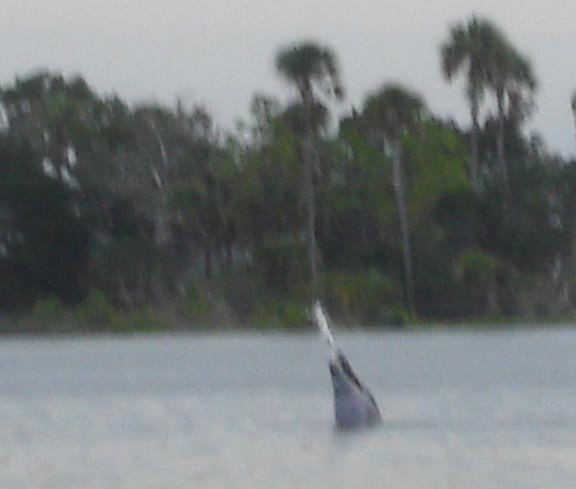 from our kayak, we can cheer his accomplishment of catching a fish.  The dolphin seems to be proud of the fish.
