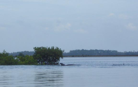 Dolphins herding small fish near Crystal River Florida