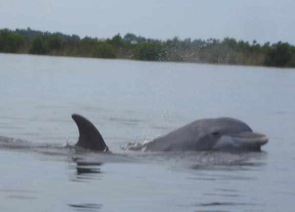 dolphins swim by the kayak in Ozello Florida