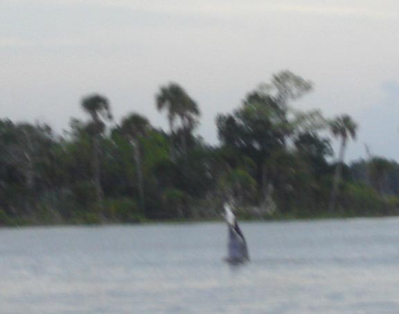 A dolphin throws a fish in the air near Ozello